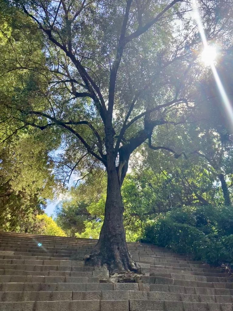 The Roots Beneath the Cement: When Science Meets Spirit