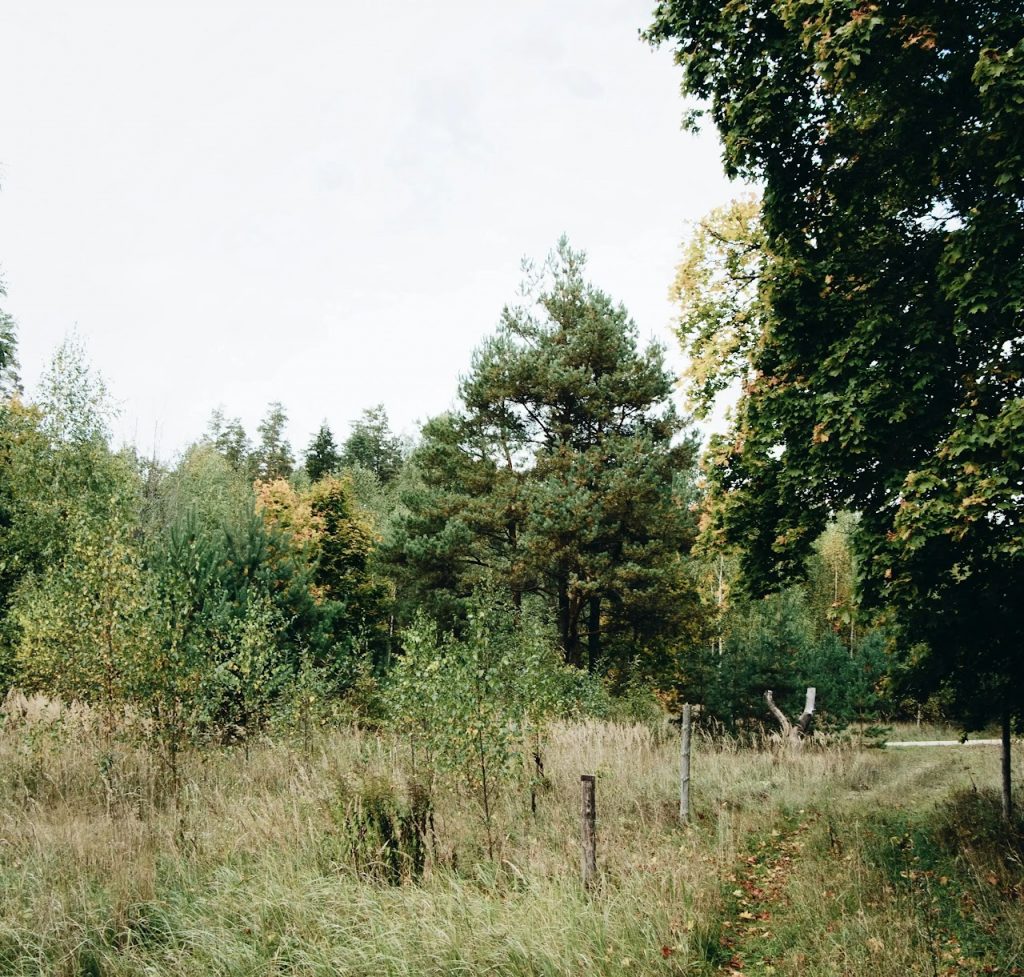 From Roots to Bloom: The Stages of Transformation